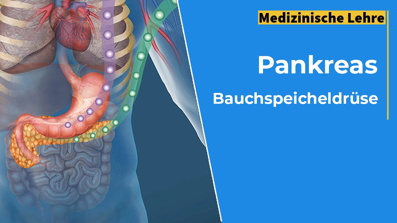 Anatomische 3D-Darstellung des Oberkörpers mit Herz, Rippen, Magen und Darm; orange hervorgehoben liegt das Verdauungsorgan quer hinter dem Magen
